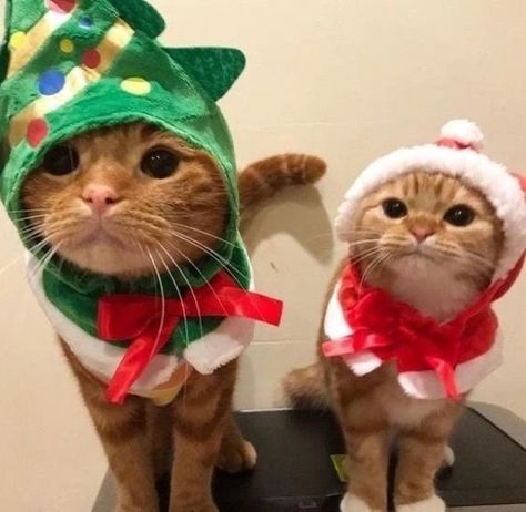 Matching Pfps For Christmas, Xmas Cat Pfp, Pfp Icons Christmas, Christmas Cats Matching Pfp, Christmas Cat Icon, Christmas Cute Pfp, Xmas Pfp Matching, Xmas Matching Pfp, Christmas Pfps Matching