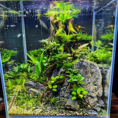 Aquascape Planted aquarium Planted tank Nano tank Seiryu Stone Aquascape, Clown Killifish, Low Tech Aquascape, Cube Aquascape, Hardscape Materials, Nano Aquascape, Wabi Kusa, Aqua Design, Planted Tank