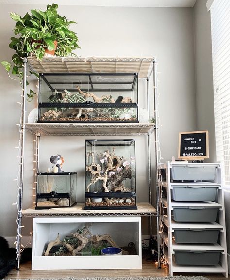 Reptile Room Decor, Bartagamen Terrarium, Snake Cages, Snake Terrarium, Snake Enclosure, Gecko Terrarium, Fish Tank Terrarium, Reptile Room, Reptile Tank