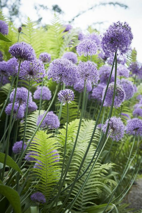 alliums merge with ostrich fern Skygge Planter, Texas Landscaping, Gladioli, Purple Garden, Have Inspiration, Central Texas, Plant Combinations, Gorgeous Gardens, Garden Cottage