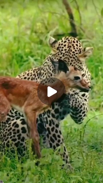 Unusual Animal Friends, Animals Gif, Videos Of Animals, Animals Video, Amazing Animal Pictures, Rare Cats, Wild Animals Pictures, Cute Small Animals, Dangerous Animals