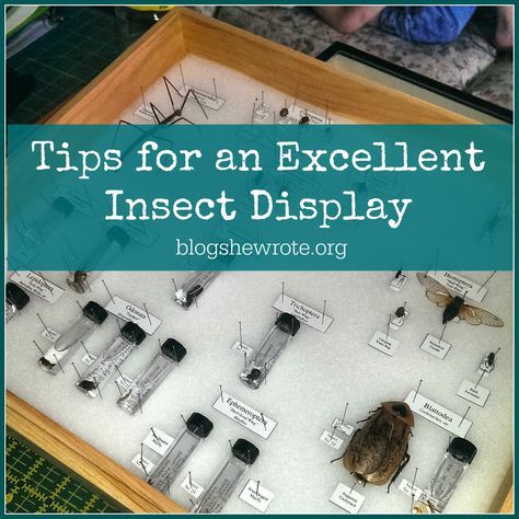 Tips for an Excellent Insect Display - Blog, She Wrote. Insect study, #homeschool science, Apologia Flying Creatures http://bit.ly/ApologiaZoo1 Insect Collection Project, Insect Display, Insect Study, Insect Box, Homeschool Nature Study, Insect Taxidermy, Bug Collection, Insect Collection, Excel Tutorials