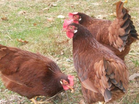 Red Leghorn Leghorn Chicken Eggs, Chicken Varieties, Leghorn Chicken, Best Laying Chickens, Leghorn Chickens, Big Chicken, Laying Chickens Breeds, Laying Chickens, Best Egg Laying Chickens