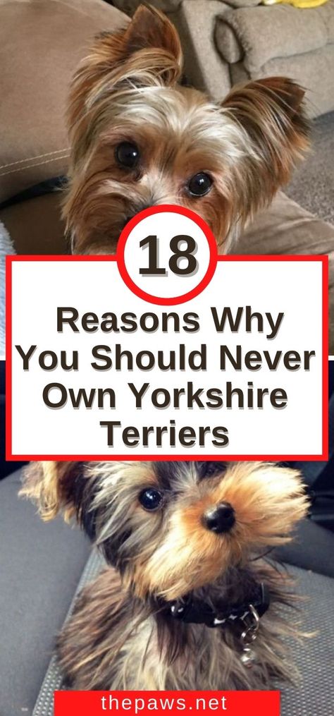 Reasons Why You Should Never Own Yorkshire Terriers Baby Yorkie Puppies, Biewer Yorkie Haircut, Yorkshire Terrier Haircuts, Grey Yorkie, Yorkshire Terrier Haircut Hairstyles, Short Yorkie Haircut, Yorkie Grooming Styles, Yorkiepoo Haircuts, Cute Yorkie Haircut