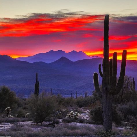 Desert sunset Grand Canyon Village, Arizona Sunset, Arizona Landscape, Image Nature, Southwest Desert, Desert Painting, Desert Sunset, Southwest Art, Alam Yang Indah