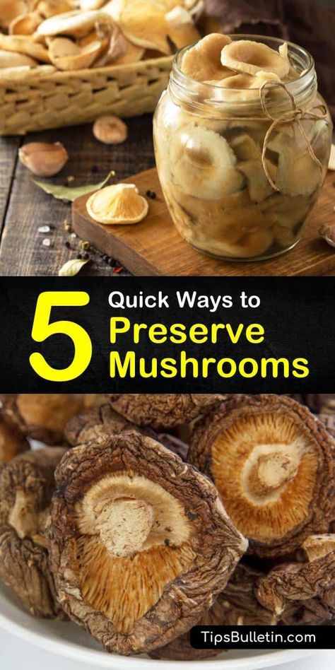 Devour chanterelles, morels, and other fresh mushrooms for the rest of the year with these methods to preserve whole mushrooms. From blanching in boiling water to soaking them in cold water and… More Preserve Mushrooms, Can You Freeze Mushrooms, Freezing Mushrooms, Honey Mushrooms, Mushroom Storage, Growing Mushrooms At Home, Mushroom Casserole, Canned Mushrooms, Edible Mushrooms