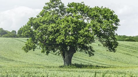 #Other. Read more: https://wallpapershd.info/wallpaper-vast-tree-grass-birds-1601255348.html Check more at https://wallpapershd.info/wallpaper-vast-tree-grass-birds-1601255348.html Nature Field, Words Wallpaper, Your Wallpaper, Technology Wallpaper, Wallpaper Nature, Holiday Wallpaper, Bird Tree, Sports Wallpapers, Nature Tree