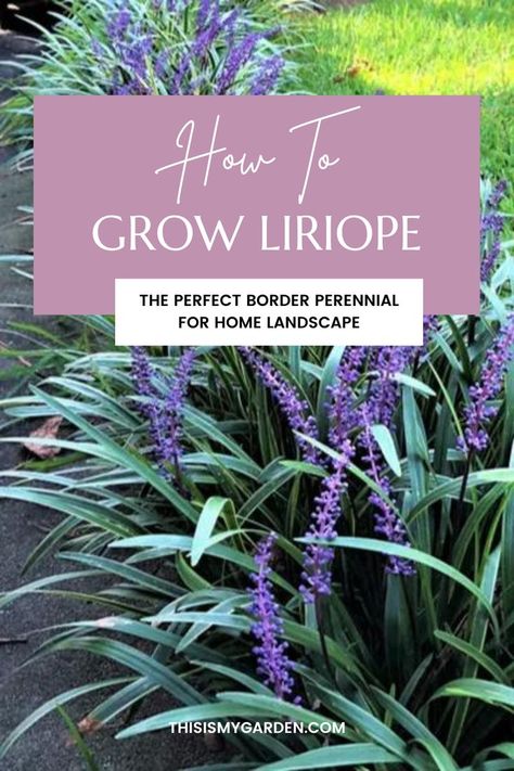 Liriope growing as a boarder along a sidewalk. The plant has green and white verigated long slender leaves, and spike-like purple blooms. From thisismygarden.com. Lily Turf Landscaping, Flowerbed Borders, Boarder Plants, Variegated Liriope, Growing Lilies, Lily Turf, Liriope Muscari, Florida Landscaping, Walkway Landscaping