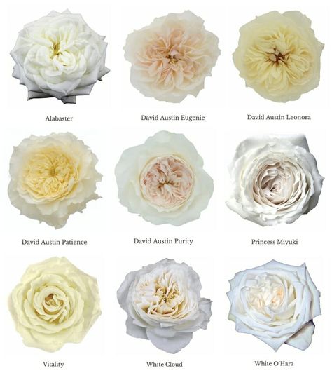 Nine white garden roses displayed - Alabaster, Eugenie, Leonora, Patience, Purity, Princess Miyuki, Vitality, White Cloud, and White O'Hara. Roses Names, David Austin Roses Bouquet, Roses Varieties, White Garden Roses, Garden Rose Bouquet, Austin Rose, Rose Varieties, Types Of Roses, Ivory Roses