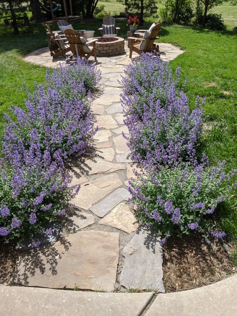 Lavender And Hosta Garden, Front Yard Lavender, Plants Next To Walkway, Walkers Low Catmint Garden Design, Catmint Walkers Low, Boxwood And Catmint Landscaping, Backyard Lavender Garden, Walkers Low Catmint, Lavender Front Yard