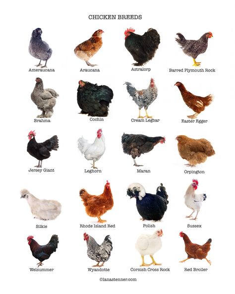 Cute Chicken Aesthetic, Chicken Drawing Cute, Chicken Animation, Cute Chicken Drawing, Chicken Breeds Chart, Maran Chickens, Rhode Island Red Chickens, Chicken Aesthetic, Meat Birds