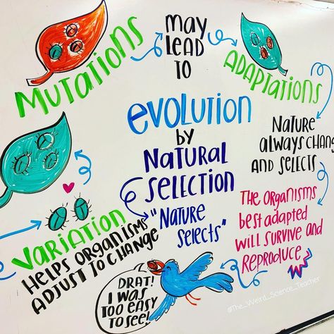 Rachael M.Ed on Instagram: “Natural Selection can be difficult for students to grasp. Visuals are key for teaching evolution! We have looked at a few examples already…” Biology Ideas, Biology For Kids, Biology Teaching, Life Science Middle School, Science Anchor Charts, Science Room, Biology Worksheet, Teach Peace, Middle School Science Teacher