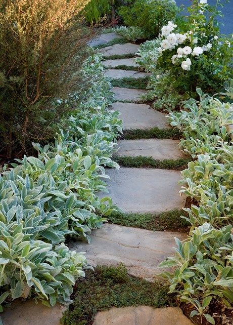 Lambs Ear, Bluestone Path Walkway and Path Stout Design Build Los Angeles, CA Lambs Ear Plant, Lambs Ears, Boxwood Landscaping, No Beer, Contemporary Landscape Design, Cape Cod Home, Low Water Gardening, Home Exteriors, Walkways Paths