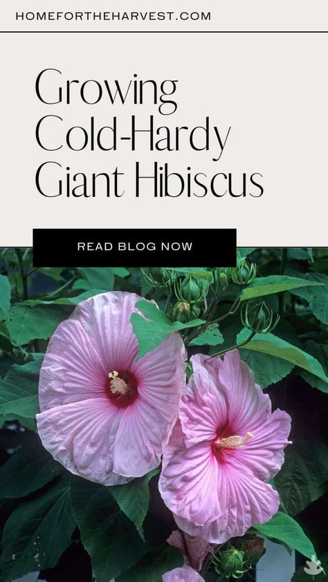 Hardy Hibiscus Landscaping, Hardy Hibiscus Perennials, Hibiscus Landscaping Ideas, Hardy Hibiscus Care, Hibiscus Tree Care, Hardy Hibiscus Plant, Perennial Hibiscus, Flower Planting Guide, Front Porch Landscape