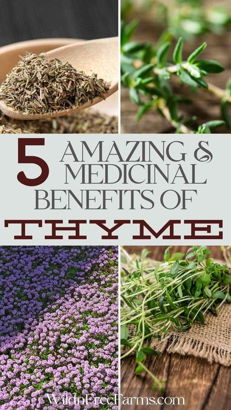 thyme Benefits Of Thyme, Health Benefits Of Thyme, Thyme Benefits, Herbs For Chickens, Thyme Tea, Thyme Herb, Thyme Plant, Thymus Vulgaris, Bath Benefits