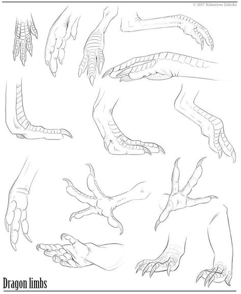 Dinosaur Feet Drawing, Dragon Hand Drawing, Anthro Paws, Dragon Hands, Dragon Poses, Dragon Anatomy, Paw Drawing, Dinosaur Sketch, Drawing Hands