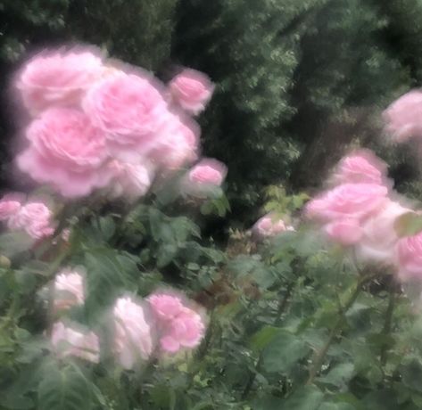 In The Garden, The Garden, Pink Roses, Roses, Trees, Flowers, Pink