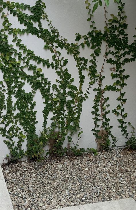 Type Of Plants, Wall Climbing Plants, Creepers Plants, Climber Plants, Creeping Vines, House Minimalist, Ivy Wall, Trellis Ideas, Growing Vines