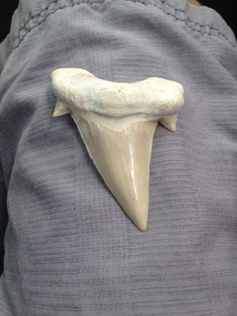 Shark Tooth Aesthetic, Shark Tooth Drawing, Tooth Reference, Shark Skull, Shark Tooth Tattoo, Dragon Tooth, Loose Teeth, Smile Tips, Sharks Tooth