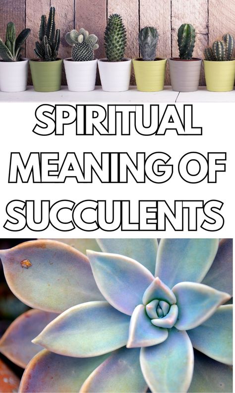 The Deep Symbolic and Spiritual Meaning of Succulents - On Your Journey Spiritual Meaning Of Plants, Cactus Spiritual Meaning, Succulent Meaning, Ponytail Plant, Nature Signs, Witchcraft Meaning, Plant Meanings, Feng Shui Principles, Flowering Succulents