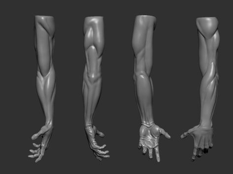 ArtStation - arm anatomy, naughty pixel Zbrush Anatomy, Arm Anatomy, Human Muscle Anatomy, Hand Anatomy, Zbrush Models, Arm Drawing, Anatomy Practice, Anatomy Sculpture, Anatomy Models