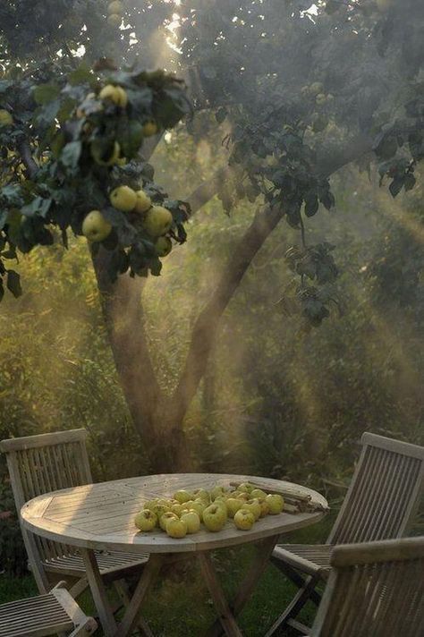 Olive Trees Garden, Fruit Tree Garden, Shotting Photo, Spring Tree, Tree Photography, Garden Trees, Apple Tree, Nature Aesthetic, Autumn Photography