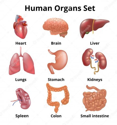 Human Organ Diagram, Body Anatomy Organs, Human Body Organ System, Human Body Vocabulary, Human Body Diagram, Anatomy Organs, Human Body Activities, Human Organs, Human Body Organs