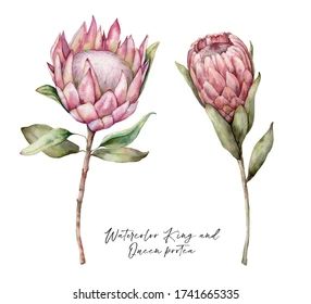 Queen Protea Images, Stock Photos & Vectors | Shutterstock Queen Protea, White Background Floral, Protea Art, Summer Plant, Native Tattoos, King Protea, Background Summer, Protea Flower, Landscape Tattoo