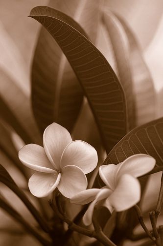 the touch, in sepia | couldn't resist posting it in sepia...… | Flickr Sepia Photography, Trendy Flowers, White Image, Brown Aesthetic, Photography Pictures, Aesthetic Collage, Black And White Photographs, Art Plastique, Love Flowers