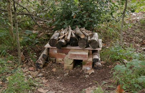 How to make a hedgehog house | Natural History Museum Diy Hedgehog Cage, Diy Hedgehog House, Diy Hedgehog, Hedgehog Home, Hedgehog Cage, Hedgehog House, Bug Hotel, Sensory Garden, A Hedgehog