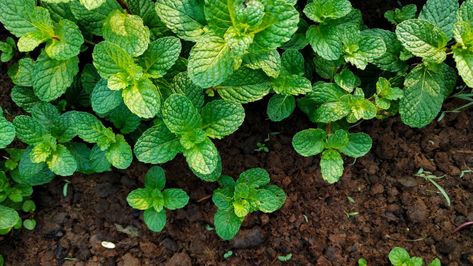 Mint Companion Planting: What to Plant With Mint - 2022 - MasterClass Companion Planting Guide, Garden Bed Layout, Growing Mint, Cucumber Beetles, Small Patio Garden, Bush Beans, Mint Plants, Attracting Beneficial Insects, Pole Beans