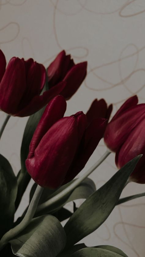 Red Tulips Aesthetic Wallpaper, Wallpaper Tulips, Maroon Aesthetic, Burgundy Aesthetic, Tulip Colors, Good Morning Coffee Images, Black Tulips, Sunflower Wallpaper, Artistic Images