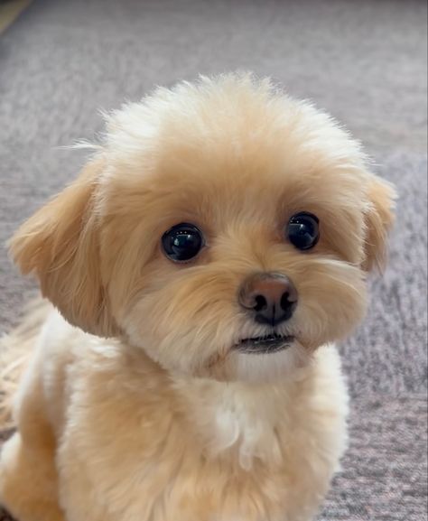 Fluffy Small Dog Breeds, Short Maltipoo Haircut, Maltipoo Summer Haircut, Maltipoo Puppy Haircuts, Maltipoo Haircut Styles Teddy Bears, Maltipoo Haircut Styles, Shitzu Dogs Haircuts, Maltipoo Haircuts, Small Cute Puppies