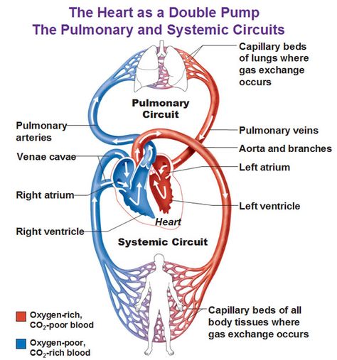 Blood Circulation Diagram, Heart Blood Flow, Human Anatomy Chart, Human Body Vocabulary, Cardiac Anatomy, Human Circulatory System, Heart Circulation, Medical Terminology Study, Heart Structure