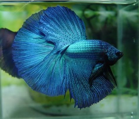 Half Moon Betta Fish, Betta Fish Blue, Betta Care, Community Tanks, Betta Fish Care, Fish Feed, Betta Tank, Beta Fish, Fish Care