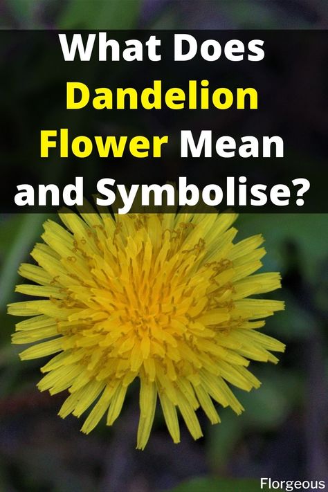 Dandelion Flower Felt Dandelion Flower, Dandelion Meaning Witchcraft, Tattoos Dandelion Meaning, Pictures Of Dandelions, Dandelion Themed Wedding, Dandelion Meaning Quote, Dandelion Flower Meaning, Dandelion Spiritual Meaning, Dandelion Wedding Theme