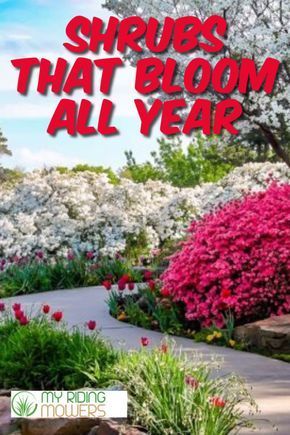 Colorful Plants For Front Yard, All Year Around Plants, Year Long Flowers, Border Shrubs Landscaping, Flower Garden That Blooms All Year, Colorful Bushes For Landscaping, All Year Flowering Plants, Colorful Shrubs For Landscaping, Colorful Shrubs In Front Of House