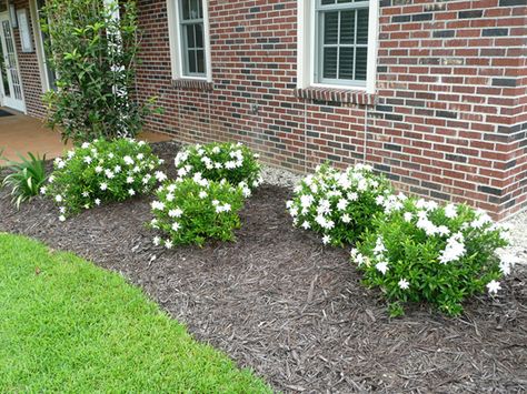 Frostproof Gardenia a Louisiana Super Plant Frostproof Gardenia, Louisiana Gardening, Gardenia Shrub, Gardenia Bush, Garden Wonderland, Gardenia Plant, Patio Signs, Front Garden Landscape, Lavender Garden