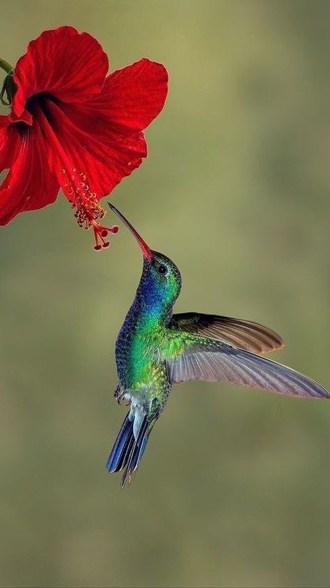 Flowers Quotes Love, Happy Birthday Bob, Wild Birds Photography, Hummingbirds Photography, Hummingbird Photos, Hummingbird Pictures, Hummingbird Painting, Desen Realist, Flowers Quotes