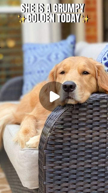 Sunday | Not Your Typical  Golden Retriever on Instagram: "Sunday is a grumpy golden today😅 ✨Sound On✨ Watch until the end for her sassy side eye. 👀 😂✨  Yes, she really is making that noise. 🤣  #grumpydog #mondaymood #goldenretriever #funnydog #dogsofinsta  #dog #weeklyfluff #doglover" Dog Noises, Grumpy Dog, Side Eye, Dogs And Kids, Cute Dogs And Puppies, Funny Dogs, Dogs And Puppies, Golden Retriever, Cute Dogs