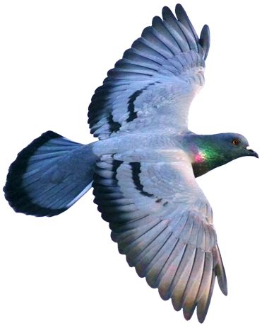 Aesthetic Pigeon, Pigeon Aesthetic, Pigeon Wallpaper, Pigeon Flying, Pigeon Tattoo, Flying Pigeon, Dove Flying, Pigeon Pictures, Pigeon Loft