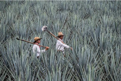 Agave fields in Tequila - Jalisco, Mexico Mexican Photography, Agave Field, Mexican Traditions, Cool Tumblr, Blue Agave, Agaves, Plein Air Paintings, Iconic Photos, Mexican Art