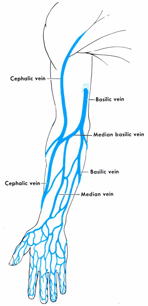 Names of veins in the arm. Anatomy and physiology Anatomy Of The Hand, Phlebotomy Study, Arm Veins, Vascular Ultrasound, Phlebotomy, Human Anatomy And Physiology, Medical Anatomy, Medical Coding, Medical Studies