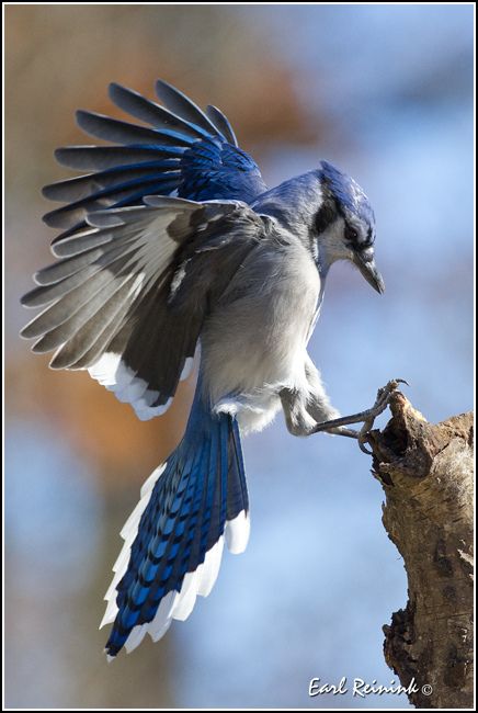 Blue Jay…….BELIEVE IT OR NOT - THERE'S A TOWN IN NORTHERN CALIFORNIA NAMED AFTER THIS BIRD ………ccp Blue Jay Bird, Jay Bird, Bird Wings, Backyard Birds, Bird Pictures, Birds Tattoo, Exotic Birds, Pretty Birds, Bird Photo