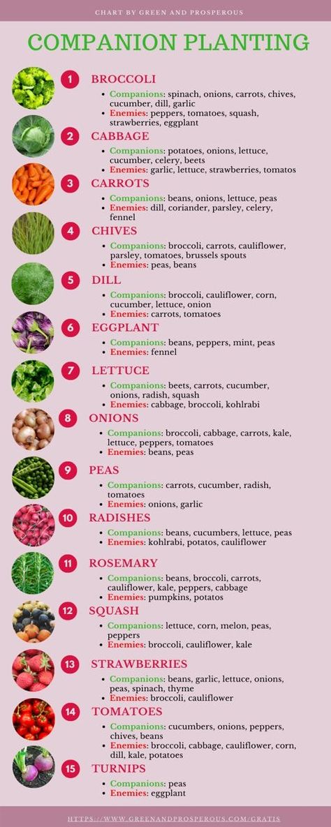 Tattoo Plant, Garden Companion Planting, Garden For Beginners, Vegetable Garden Planning, Vegetable Garden For Beginners, Homestead Gardens, Vegetable Garden Diy, Types Of Vegetables, Veg Garden