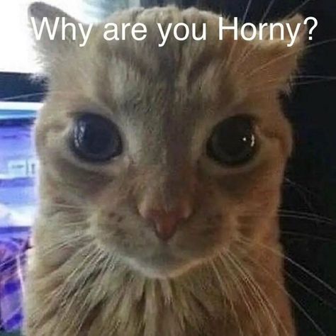 Cat Text, Silly Cats Pictures, Cat Icon, Silly Animals, Funny Comedy, Funny Video Memes, Funny Cute Cats, Cartoon Profile Pics, Funny Cat Videos