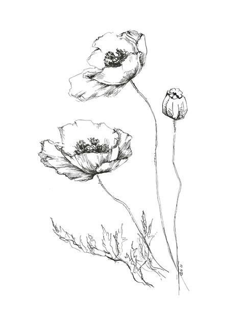 Ink Art Flowers, Poppy Sketch, Flower Art Work, Poppy Flower Drawing, White Floral Decor, Poppy Flower Art, Poppy Drawing, Poppies Tattoo, Bird Sketch