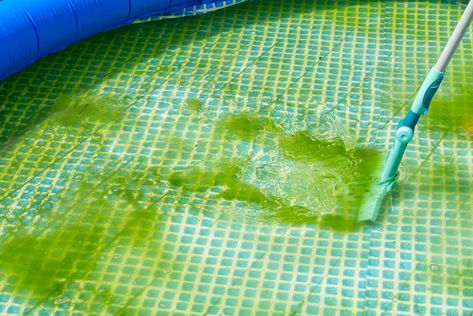 How to Identify Different Types of Algae in Your Pool? - Pool Cleaning SG Mustard Algae In Pool, Green Pool Water, Pool Cleaning Tips, Pool Algae, Spa Store, Swimming Pool Cleaning, Green Pool, Pool Vacuum, Pool Pool