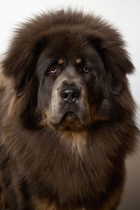 Tibetan Mastiffgoodhousemag Big Doggies, Tibetan Mastiff Puppy, Lazy Dog Breeds, Tibetan Mastiff Dog, Pet Anime, Mastiff Breeds, Giant Dog Breeds, Big Dog Breeds, Dog Breeds List