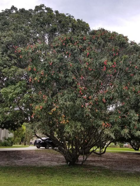 Lychee tree Lychee Tree, Tropical Architecture, Scenery Nature, Tree Drawing, Beautiful Scenery Nature, Beautiful Scenery, Flower Garden, Architecture, Drawings